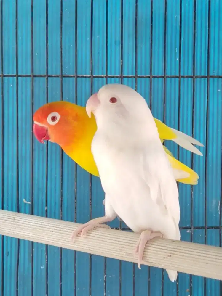 Lovebird Lutino MM x Albino MM