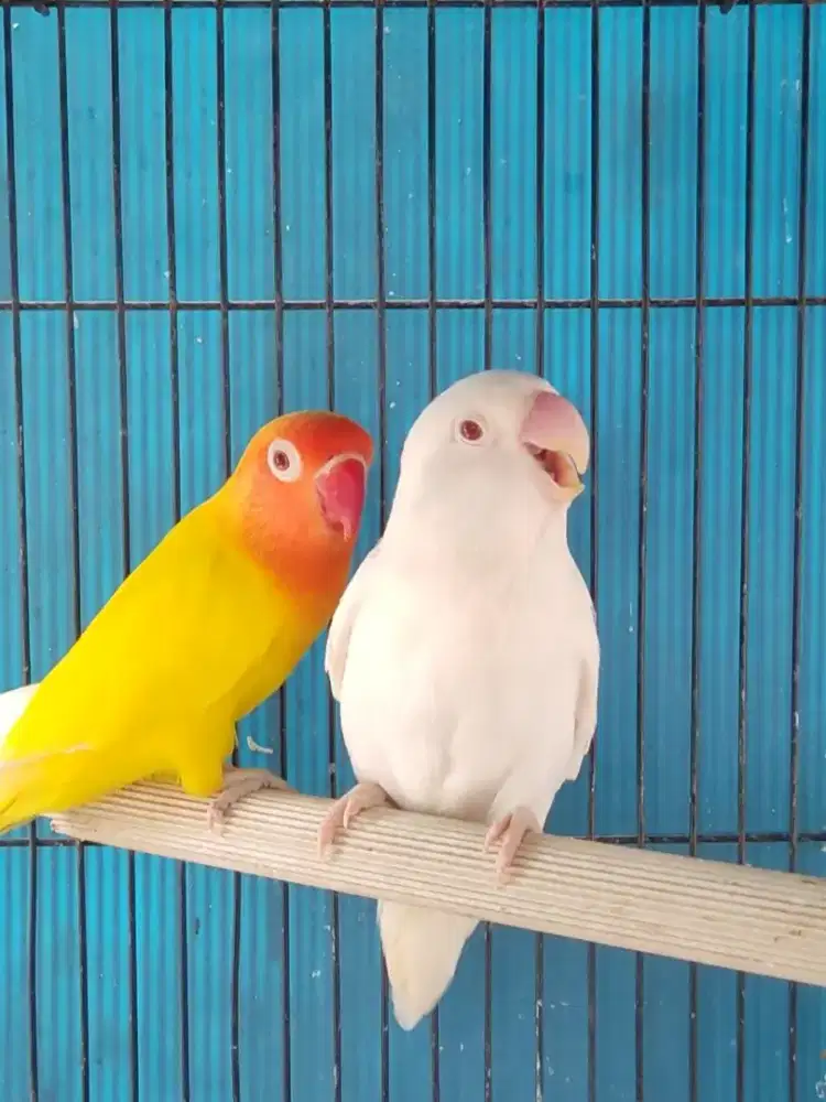 Lovebird Lutino MM x Albino MM