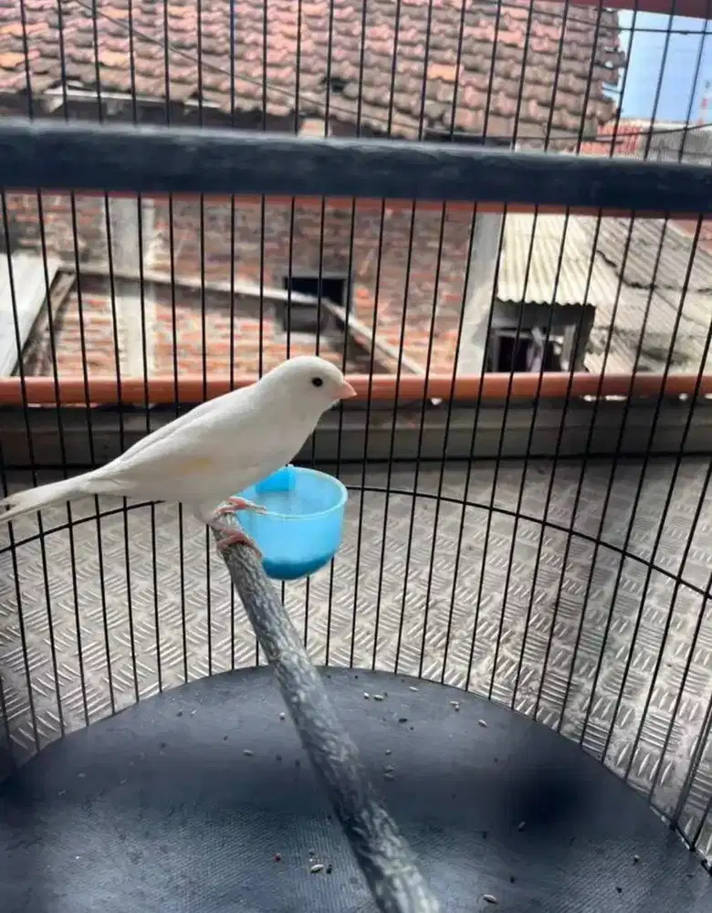 Kenari Gacoran Warna Putih