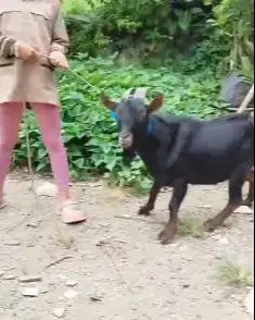 4 ekor kambing kerdil jantan nigerian dwarf 1 thn TB 45cm koleksian ok