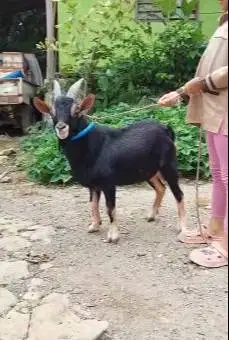 4 ekor kambing hias kerdil nigerian dwarf 1,5 thn TB 45cm koleksian ok