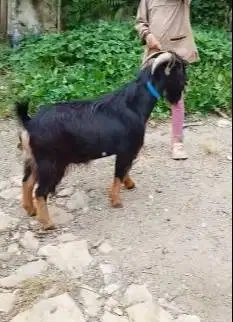 4 ekor kambing kerdil jantan nigerian dwarf TB 45cm 1,5thn koleksian