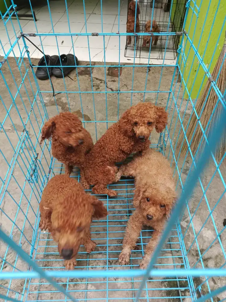 Jual Poodle Murah Saja