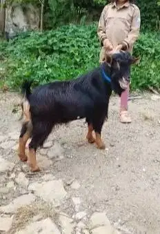 4 ekor kambing kerdil TB 45cm 1,5 thn nigerian dwarf koleksian exotik