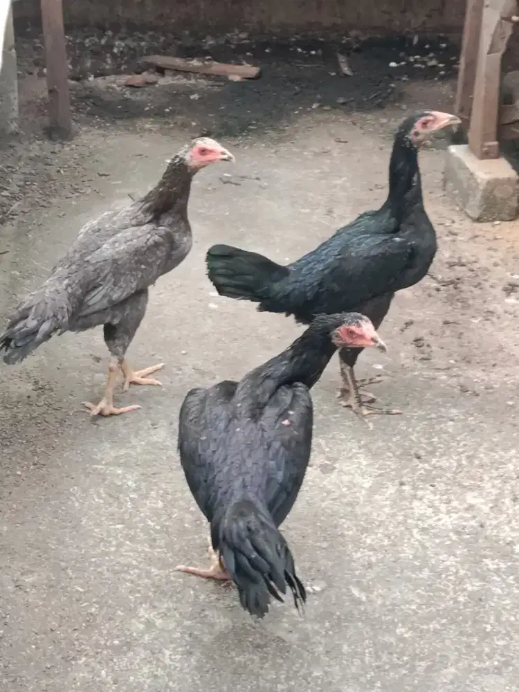 Ayam bangkok muda
