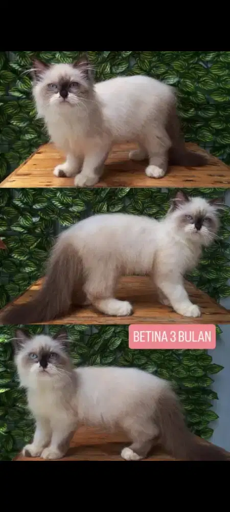 kucing kitten anakan peaknose anggora ragdoll persia himalaya