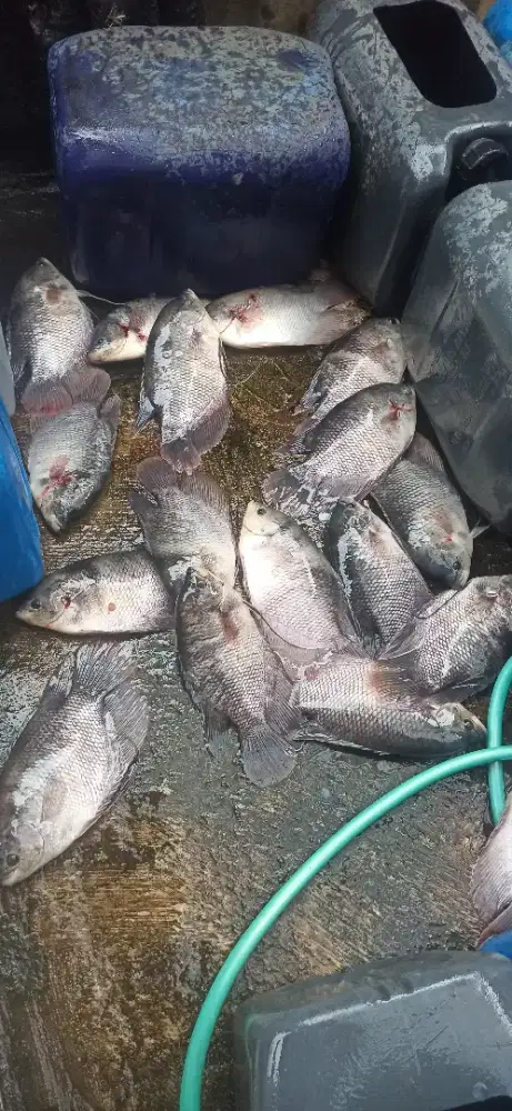 Gurame hidup utk konsumsi