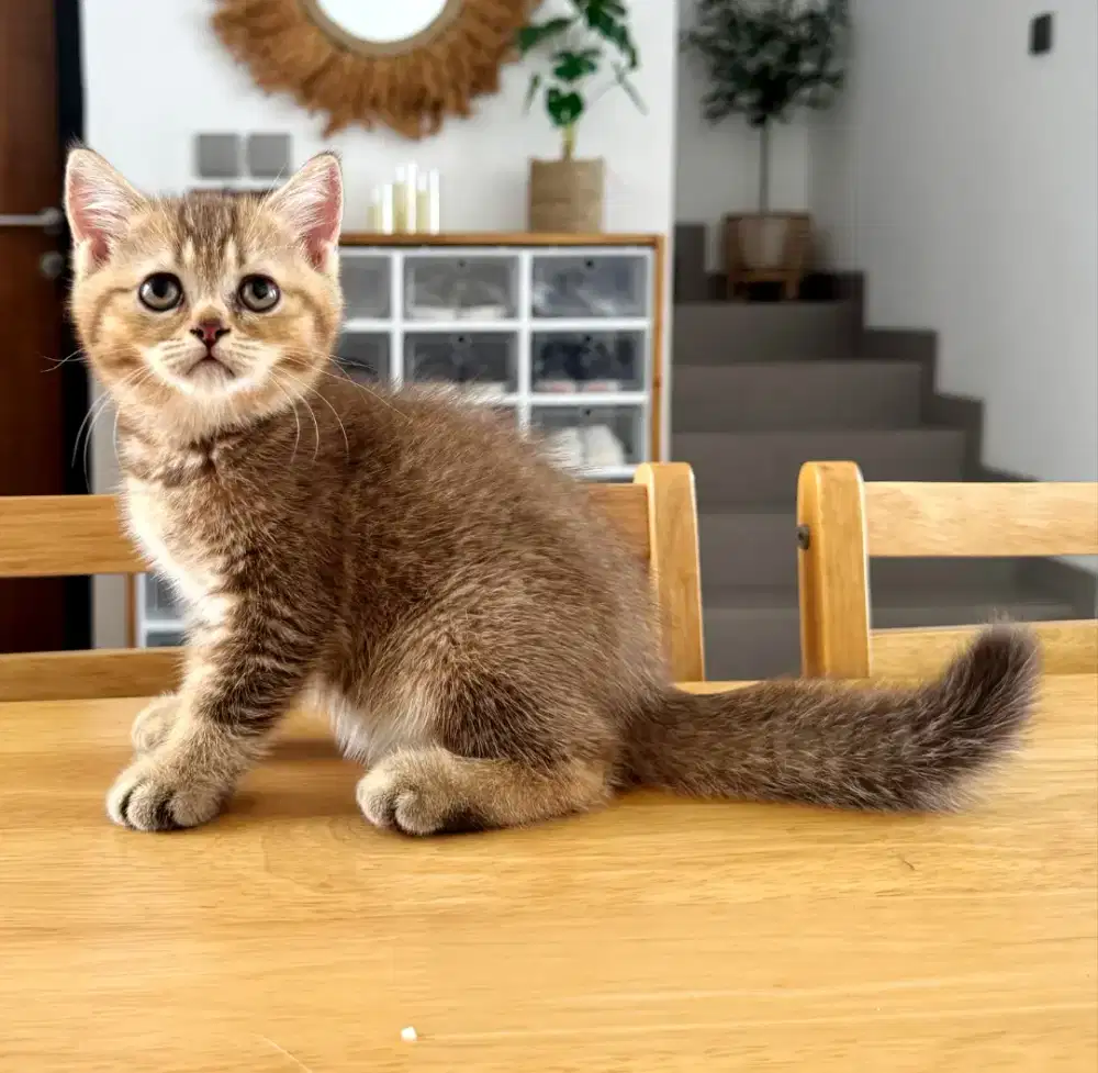Kitten BSH / British shorthair Cinnamon Ticked Tabby