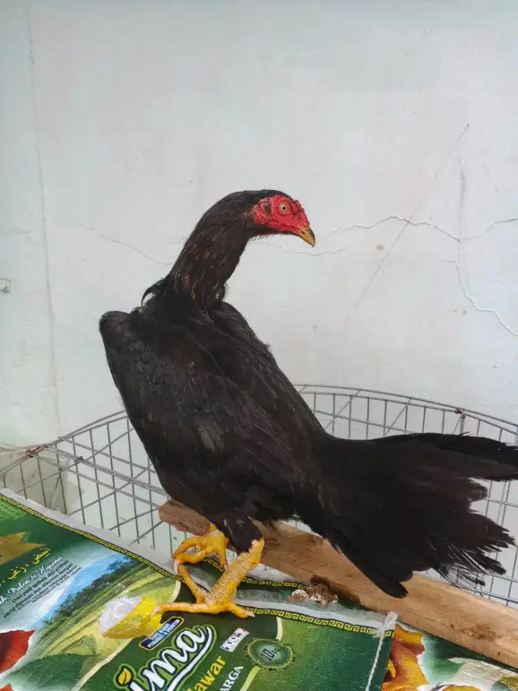 Ekor Lidi Betina (Super Jumbo)