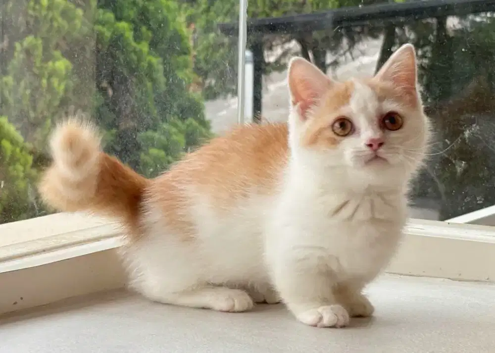 munchkin British shorthair jantan