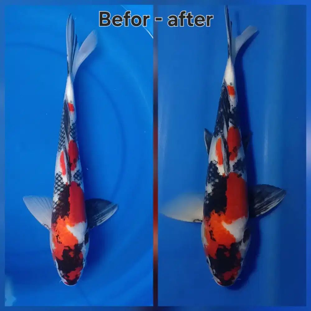 Koi showa 38cm STRONG istimewa