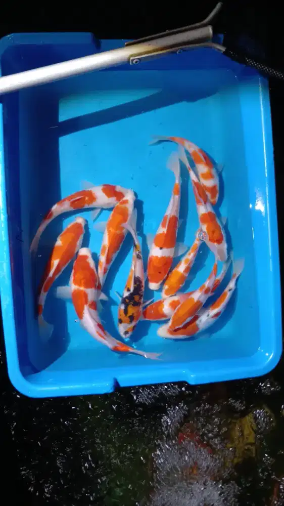 Koi paket  Random 12 ekor