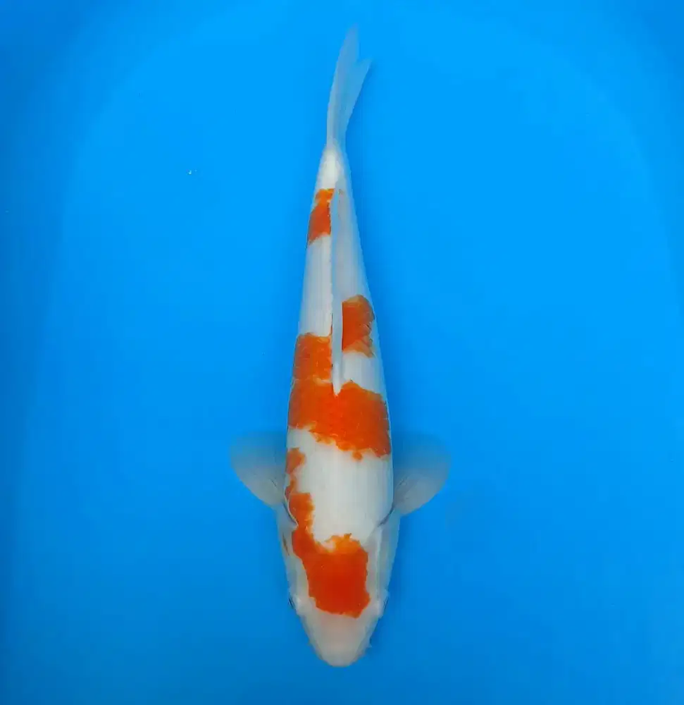 Kohaku 35cm calon bagus