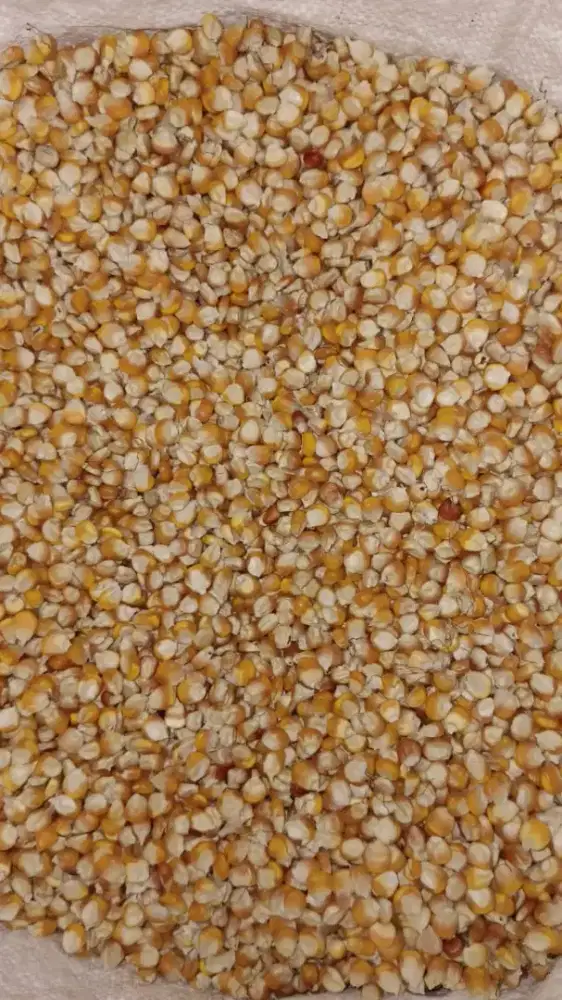 Jagung hybrida kering