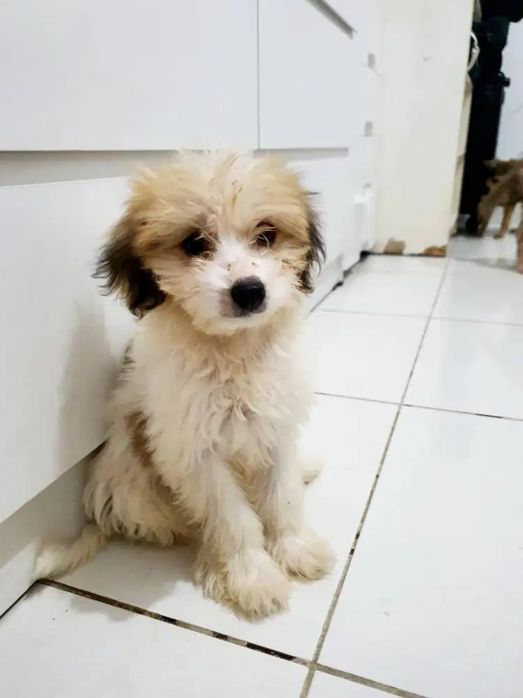 Anjing Puppies Maltese