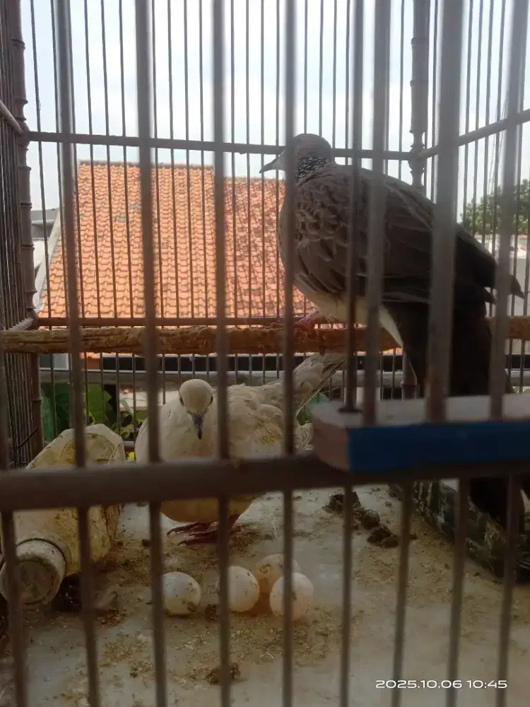 Pasangan tekukur dan puter pelung