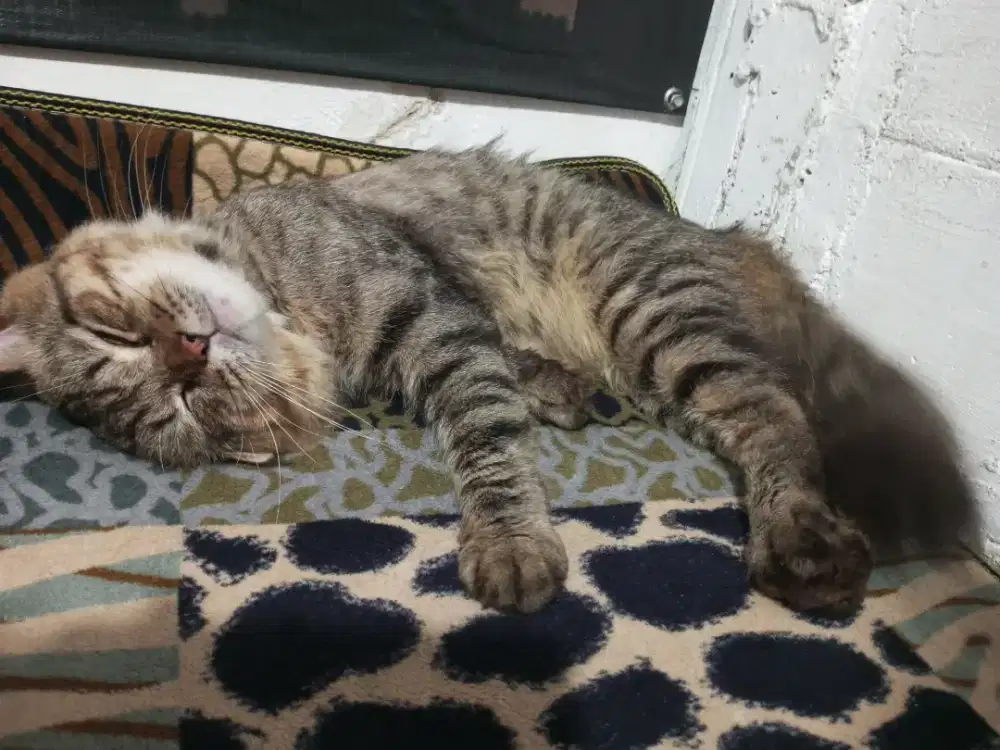 MAINE COON BIGBONE & ANGGORA HAMIL SEPASANG