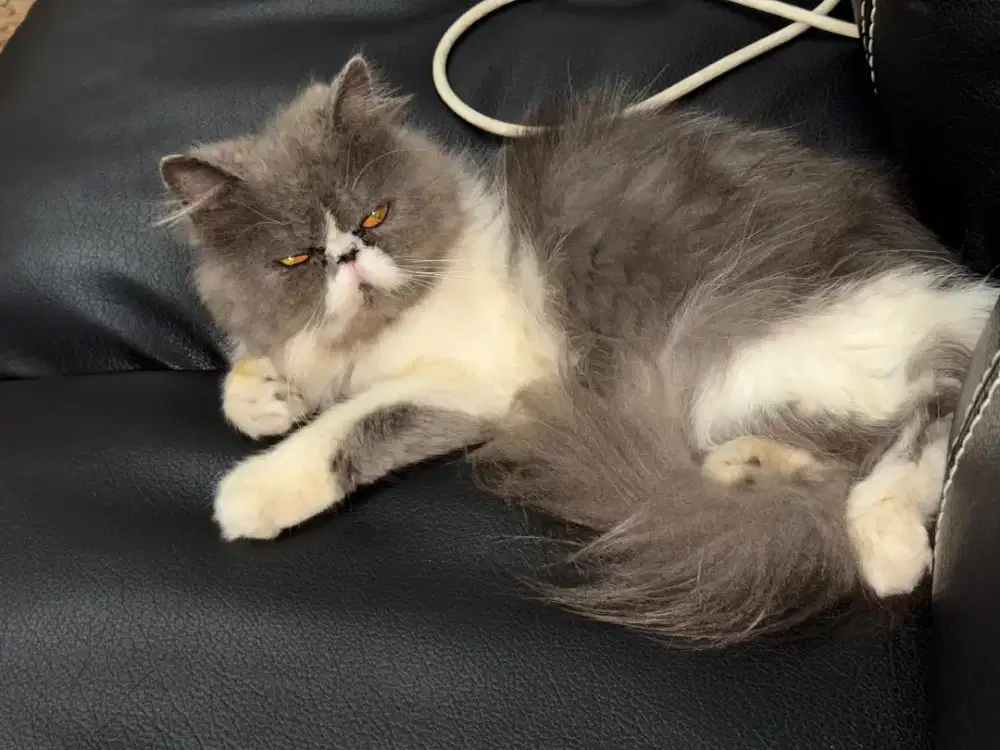 Kucing Persia Peaknose Warna Langka (Blue Hair Light)