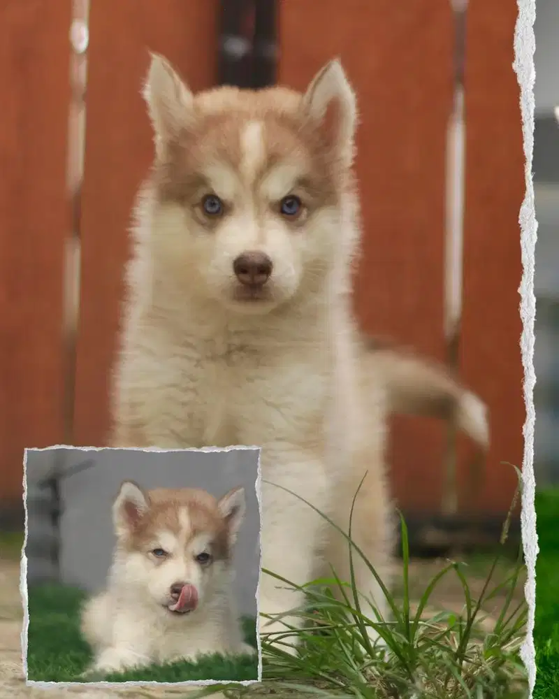 Siberian husky jantan