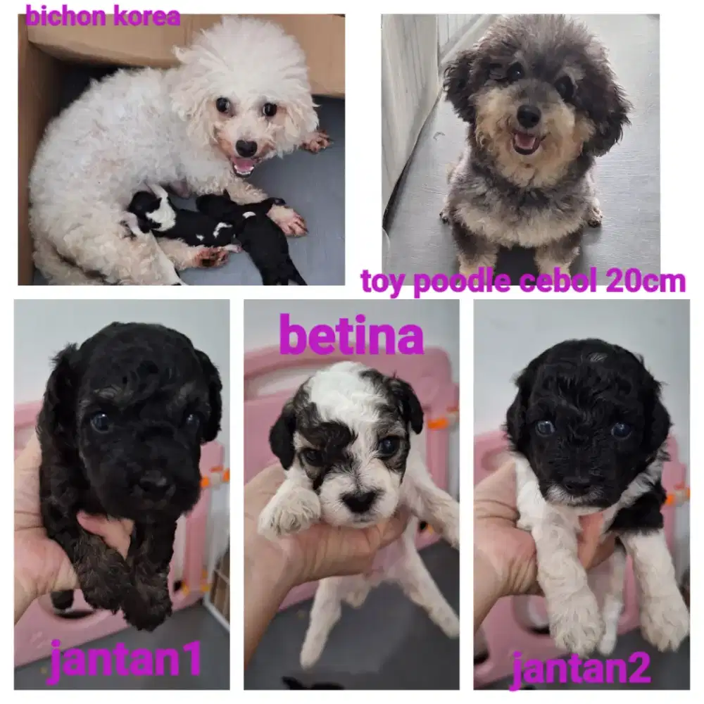 Poochon warna jarang