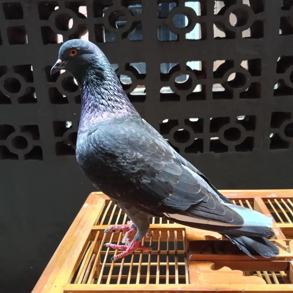 Burung dara merpati kolong player