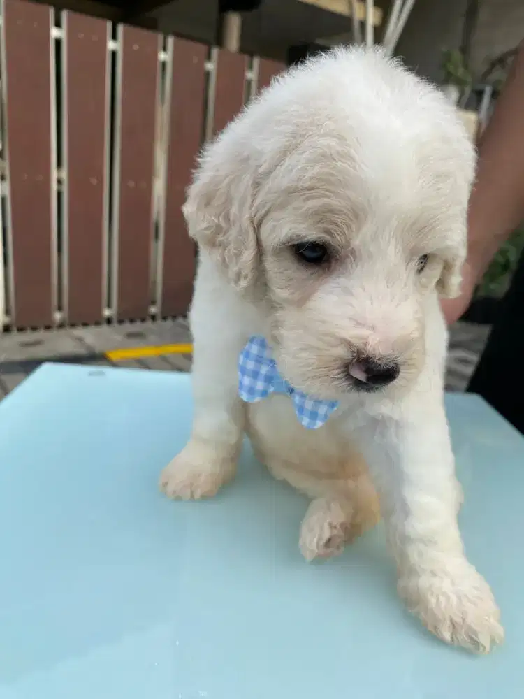 Giant poodle super big bone