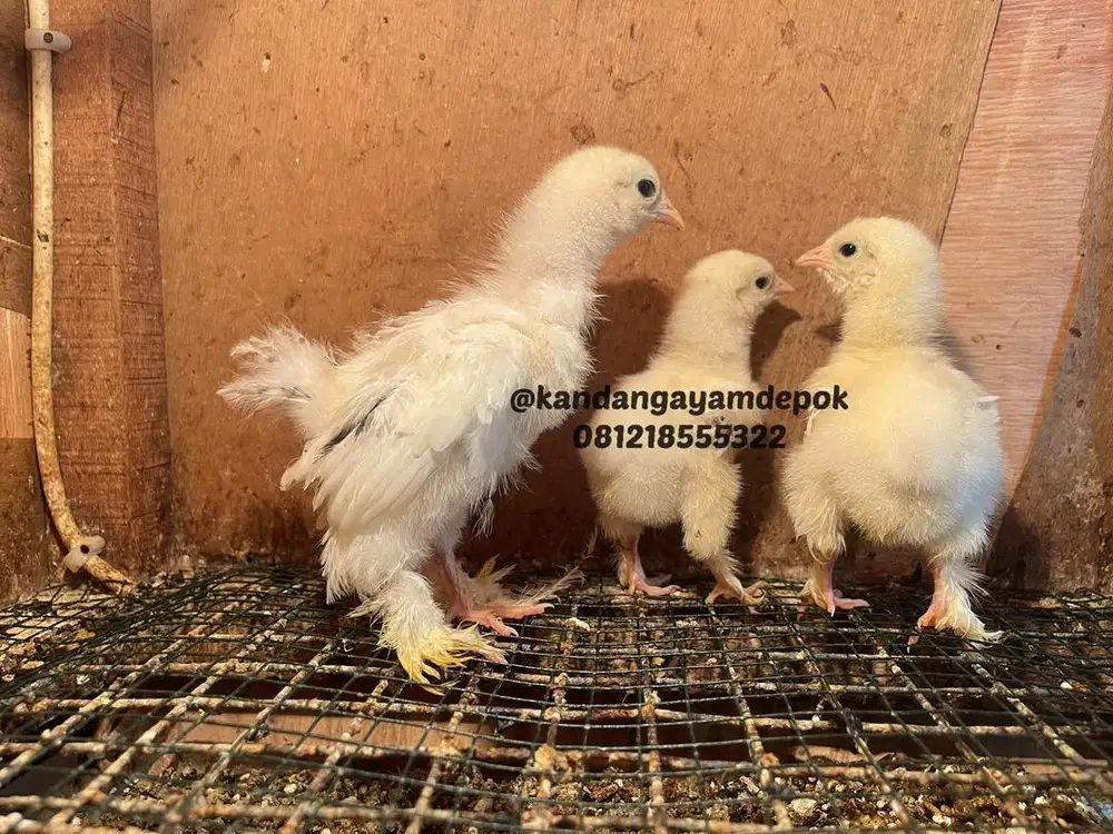 Ayam brahma 2 minggu dan 1 bulan
