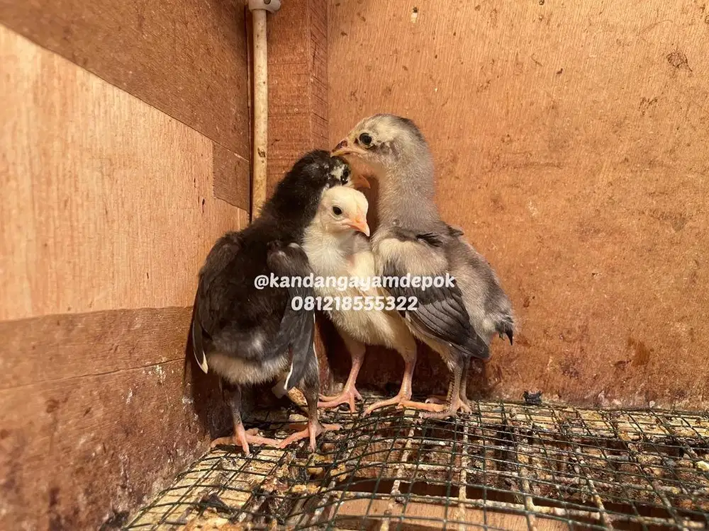 Ayam bangkok klasik 2-3 minggu