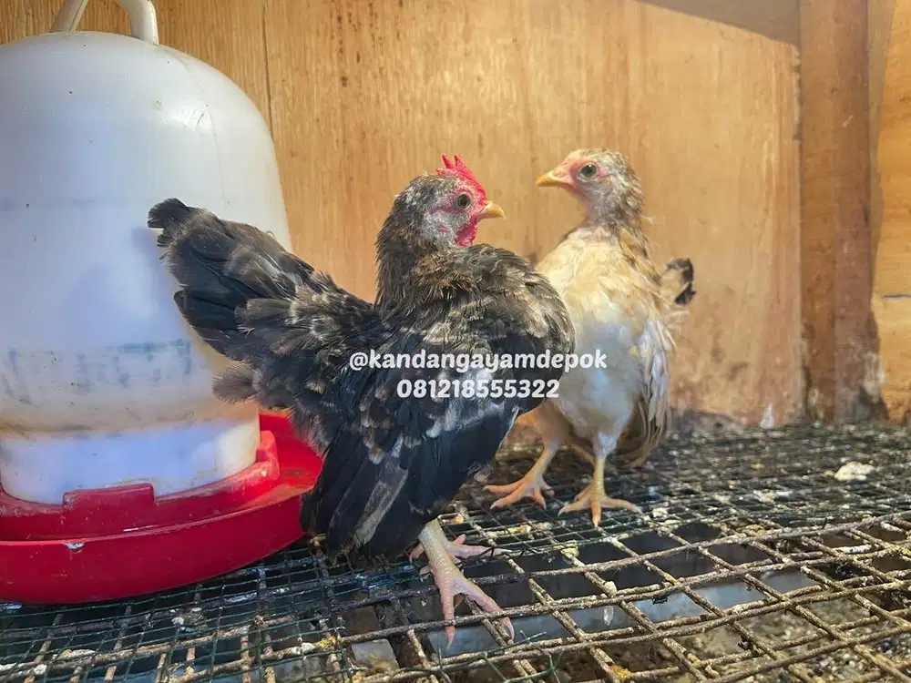 Ayam serana 3-4 bulan sepasang