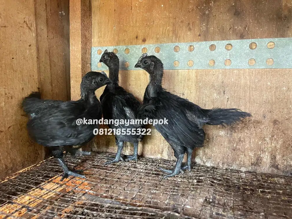 Ayam cemani 2 bulan