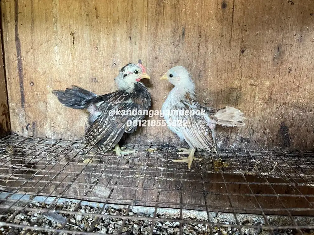 Ayam serama 1 bulan sepasang
