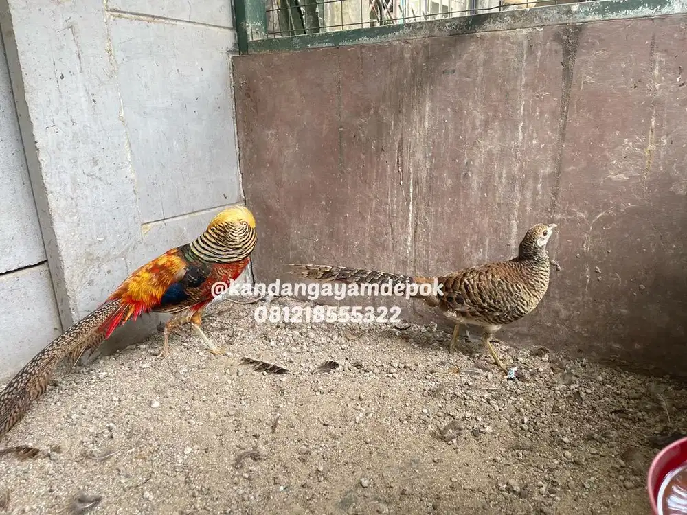 Ayam golden pheasant sepasang