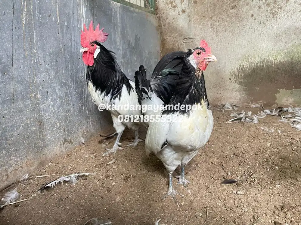 Ayam lakenvelder dewasa sepasang