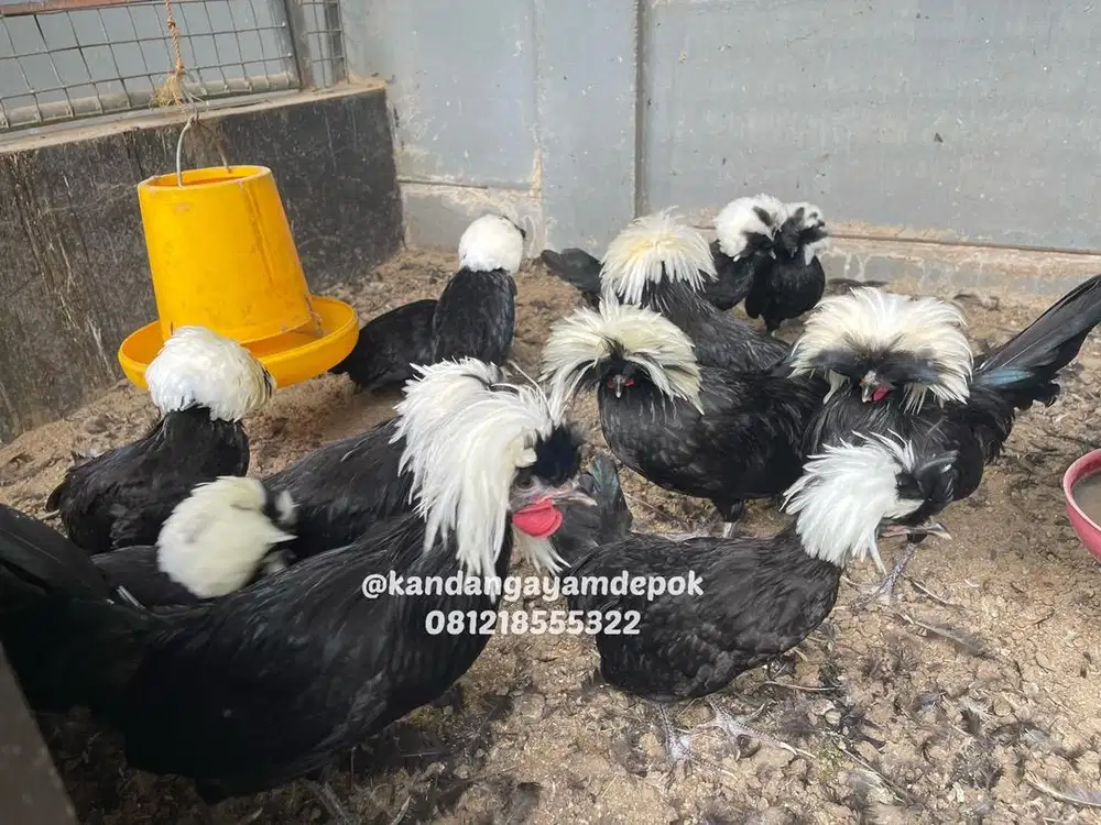 Ayam poland jambul putih
