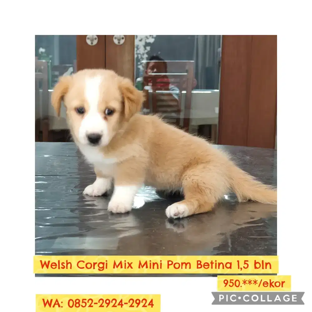 Welsh Corgi Mix Mini Pom Betina