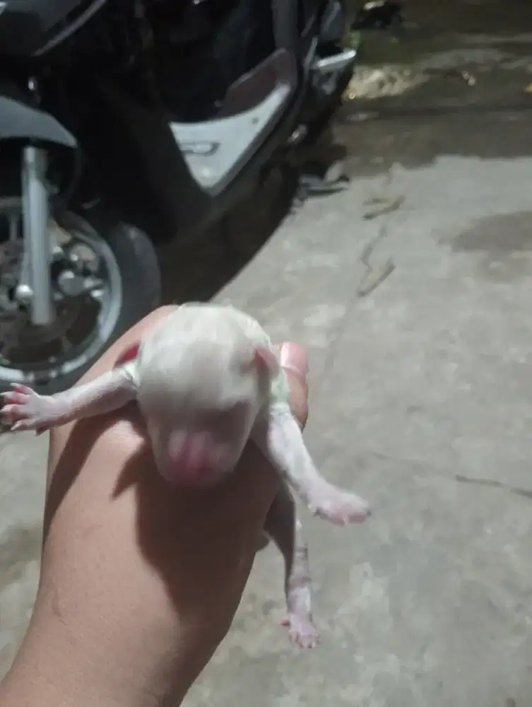 Mix poodle pox yang banyak bulu