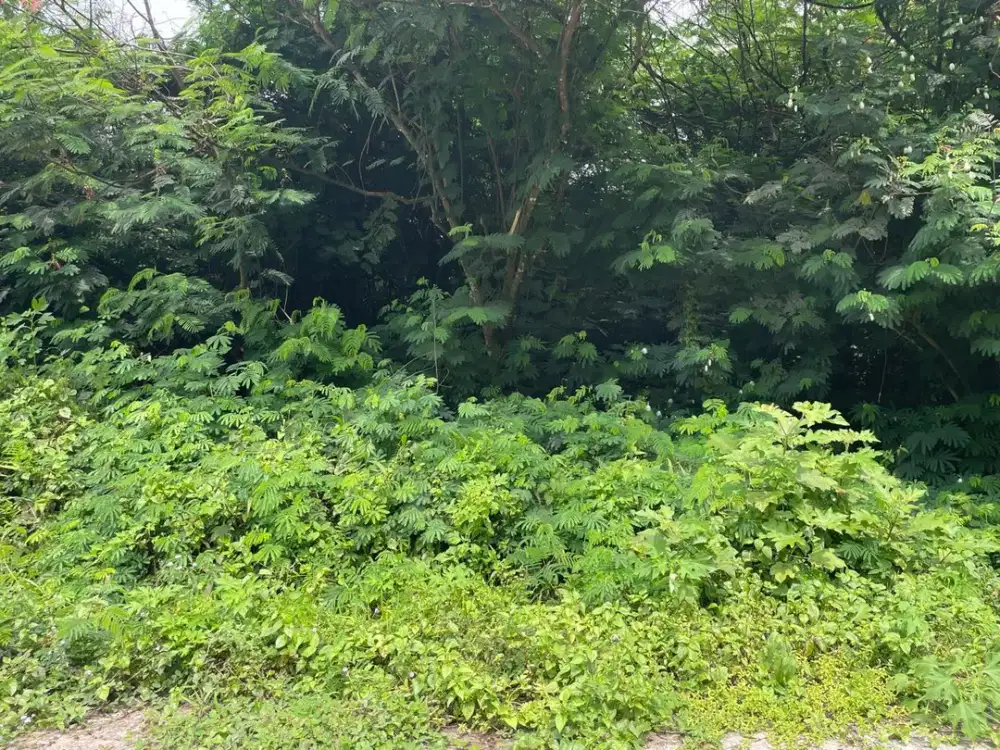 Dijual Lahan di Garut