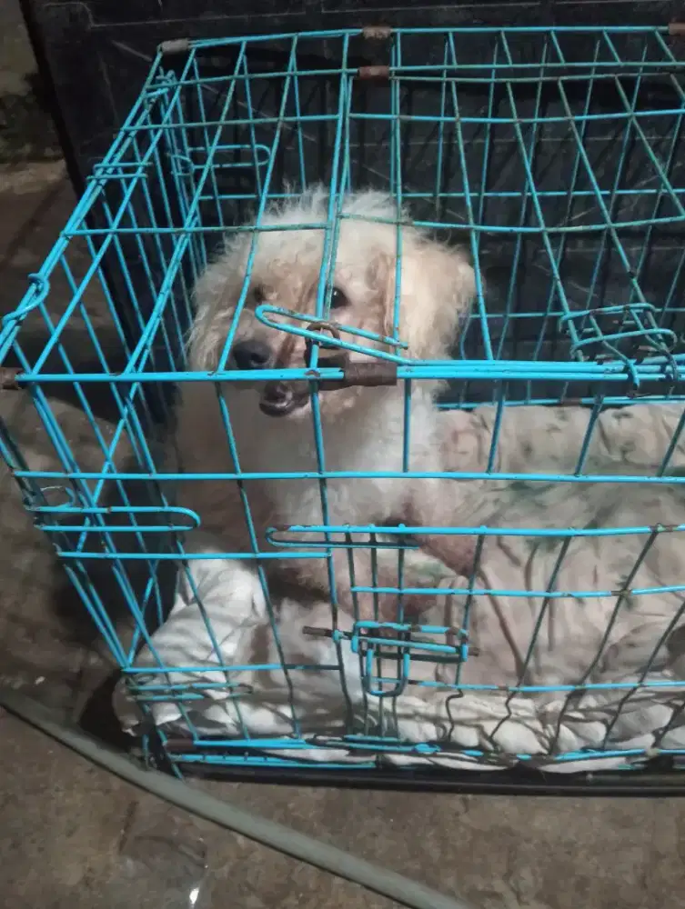 Mix poodle jantan banyak bulunya