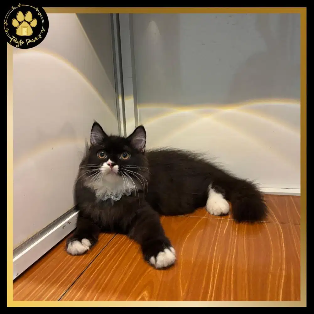 BRITISH LONGHAIR MUNCHKIN NON STANDAR JANTAN