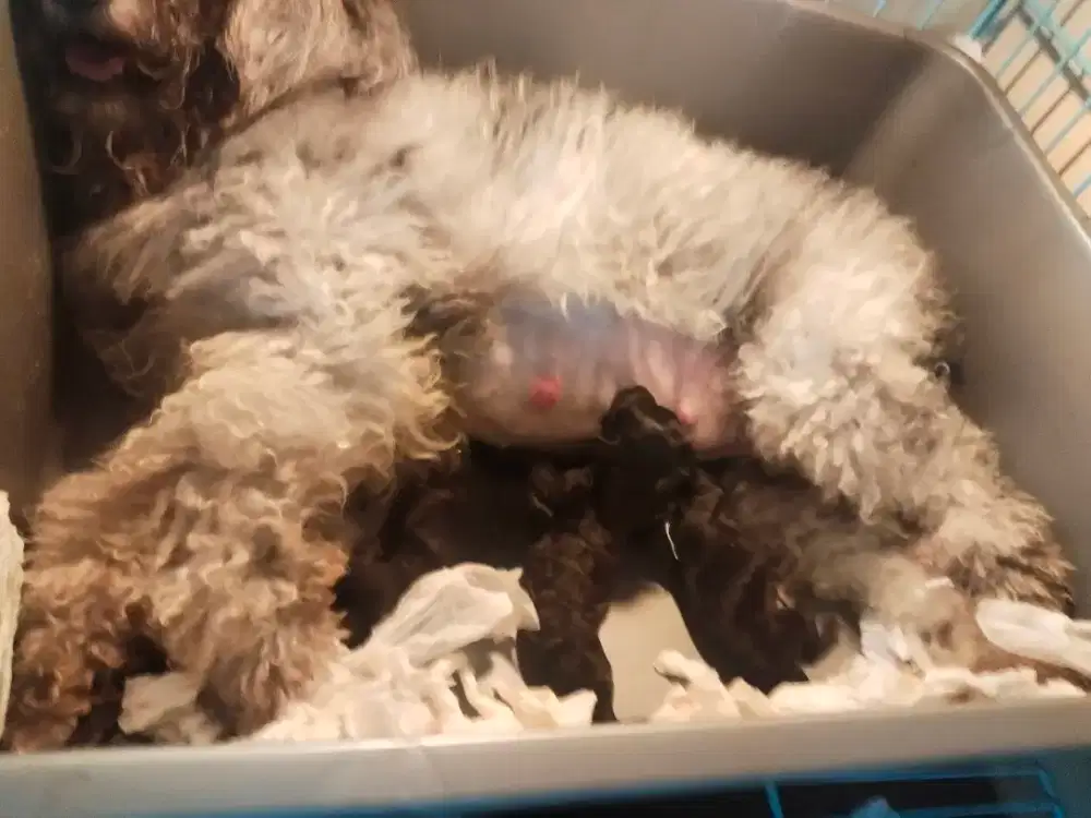 Poodle asli silver dob 16- nov- 2025