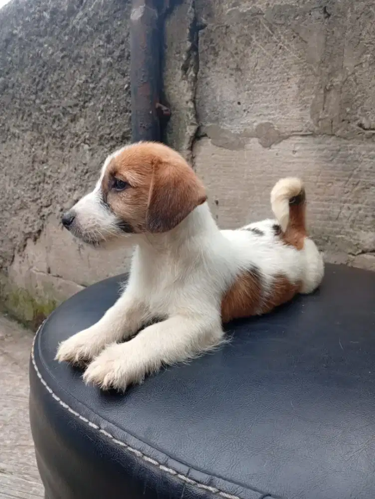 Jack Russel Betina Stamboom