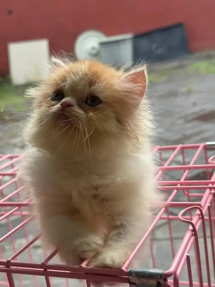 Kucing persia kitten