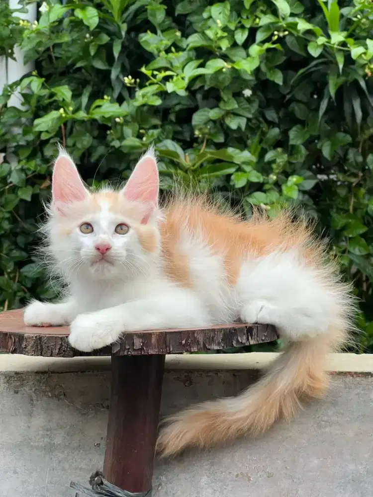 Kucing mainecoon pure anakan import