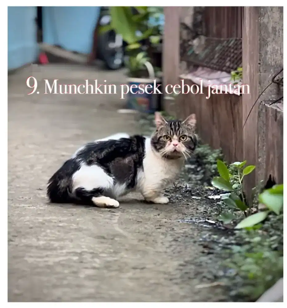 Kucing munchkin cebol pesek jantan