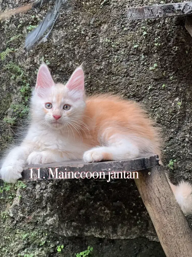 Kucing mainecoon pure anakan import