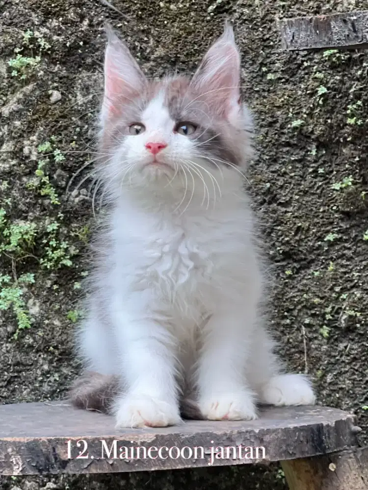 Kucing mainecoon pure anakan import