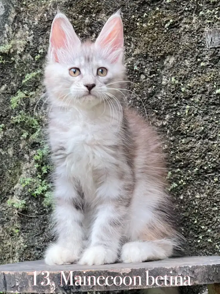 Kucing mainecoon pure anakan import