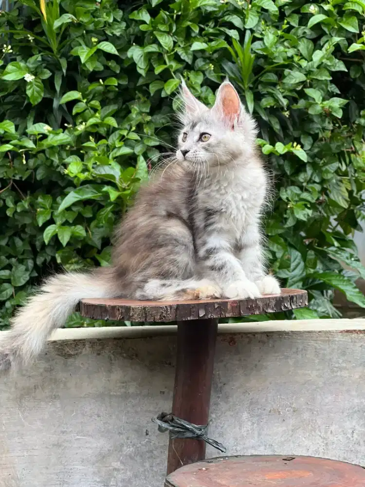 Kucing mainecoon pure anakan import