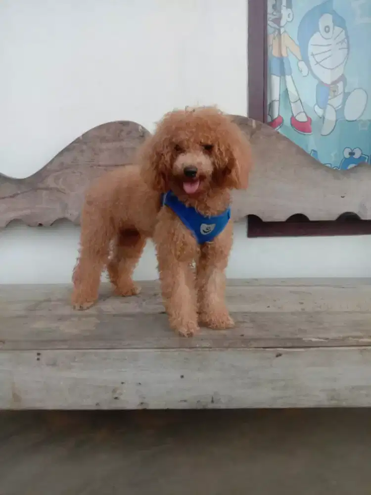 Toy poodle betina umur 10 bln