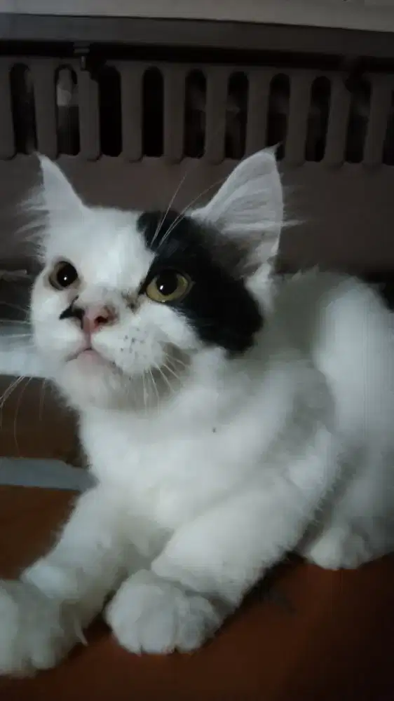 Kucing Persia Black Van